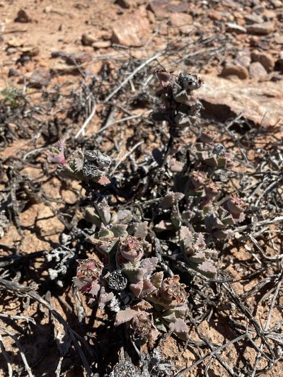 Cheiridopsis spiculata, photographed by Matt Berger