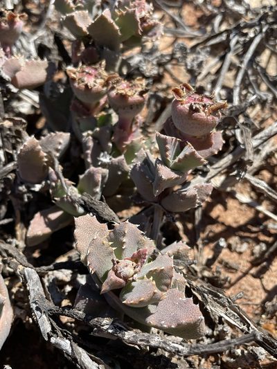 Cheiridopsis spiculata, photographed by Matt Berger