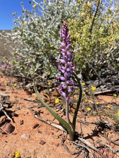 Lachenalia namaquensis, photographed by Matt Berger
