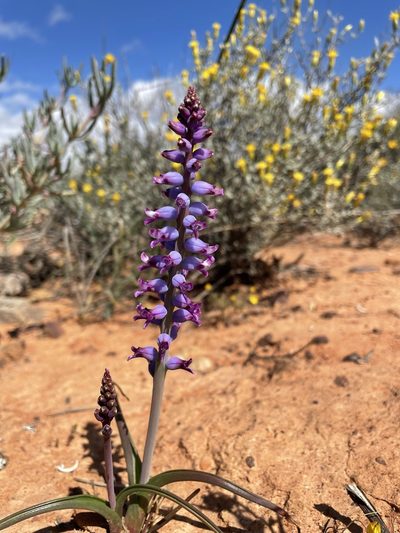 Lachenalia namaquensis, photographed by Matt Berger