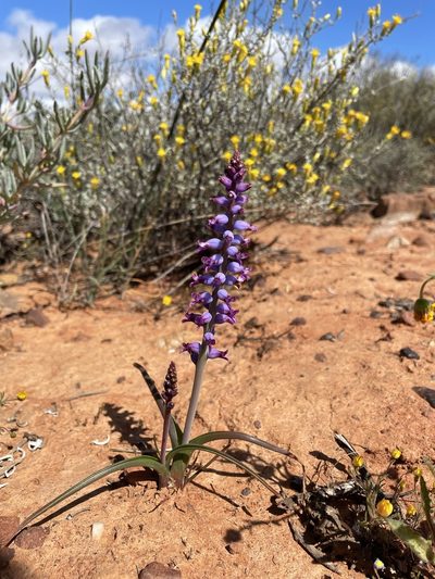 Lachenalia namaquensis, photographed by Matt Berger