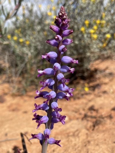 Lachenalia namaquensis, photographed by Matt Berger