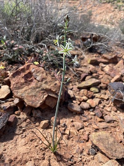 Coilonox polyphyllum, photographed by Matt Berger