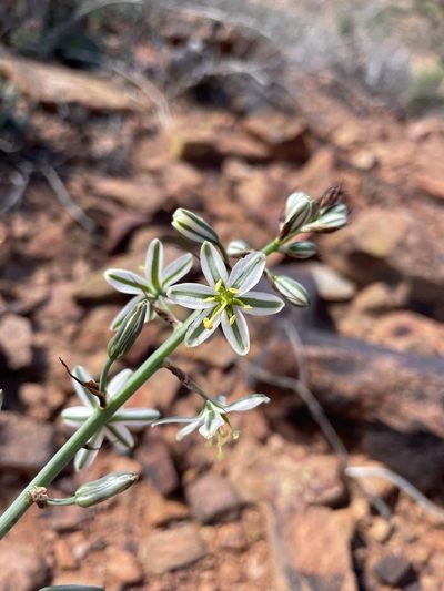 Coilonox polyphyllum, photographed by Matt Berger