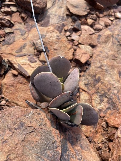 Adromischus alstonii, photographed by Matt Berger
