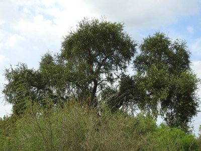 Aspidosperma quebracho-blanco, photographed by Eduardo Luis Beltrocco