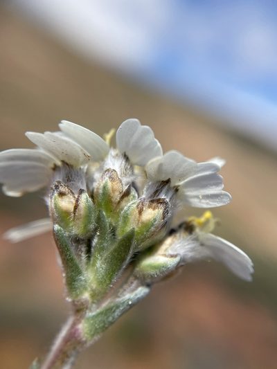 Eriocephalus macroglossus, photographed by Matt Berger