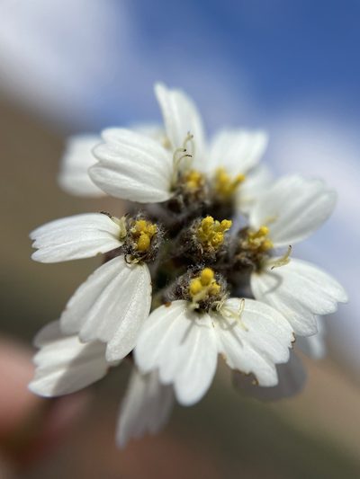 Eriocephalus macroglossus, photographed by Matt Berger
