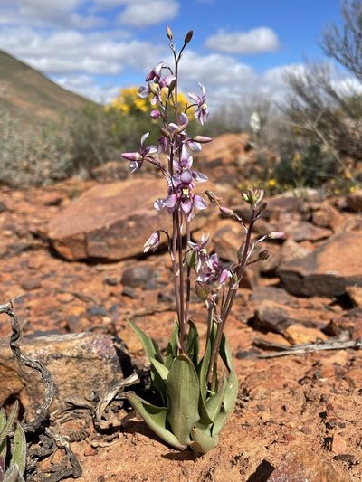 Cyanella orchidiformis, photographed by Matt Berger