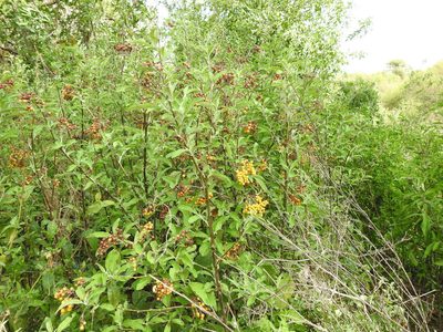 Solanum argentinum, photographed by Eduardo Luis Beltrocco