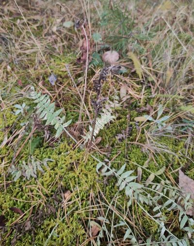 Oxytropis strobilacea, photographed by Юлия