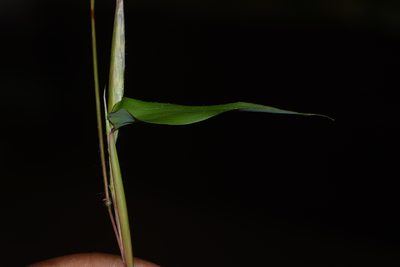 Ischaemum semisagittatum, photographed by S.MORE