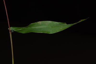 Ischaemum semisagittatum, photographed by S.MORE