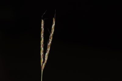 Ischaemum semisagittatum, photographed by S.MORE