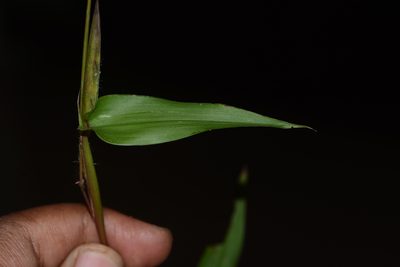 Ischaemum semisagittatum, photographed by S.MORE