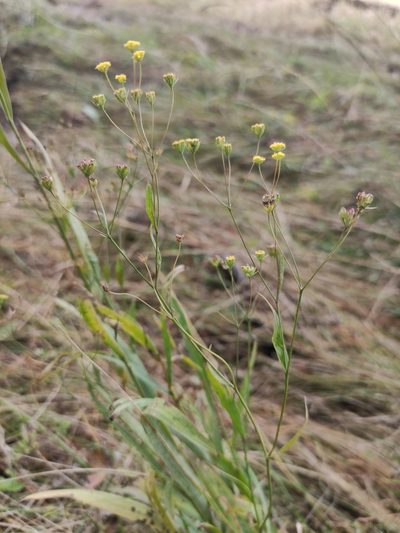 Bupleurum scorzonerifolium, photographed by Юлия