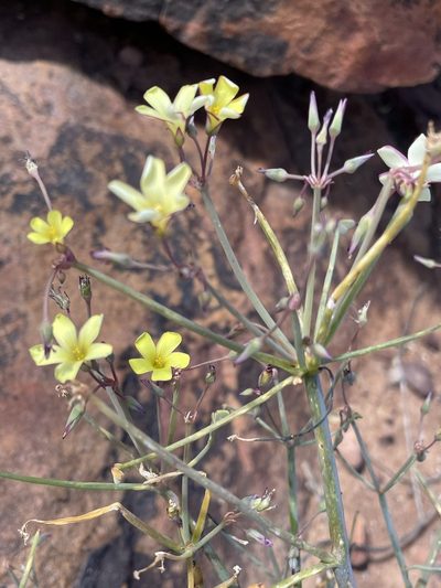 Oxalis knuthiana, photographed by Matt Berger