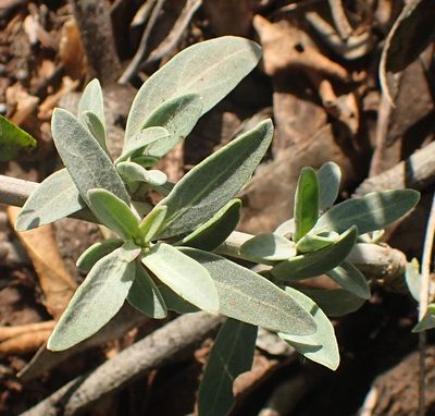Barleria lancifolia, photographed by Nicola van Berkel