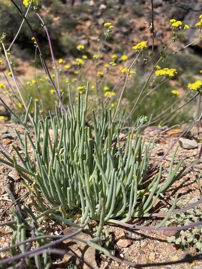 Gymnodiscus linearifolius, photographed by Matt Berger