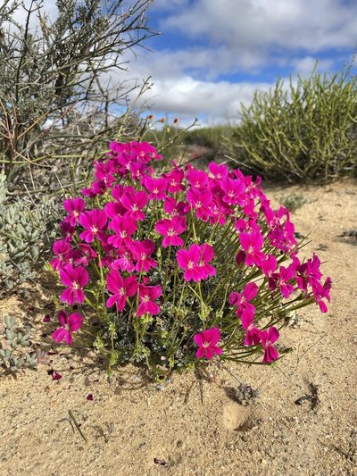 Pelargonium sericifolium, photographed by Matt Berger
