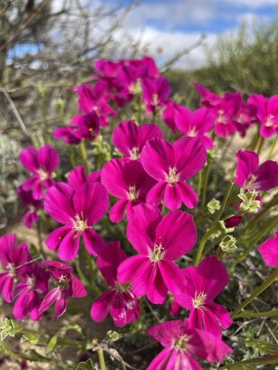Pelargonium sericifolium, photographed by Matt Berger
