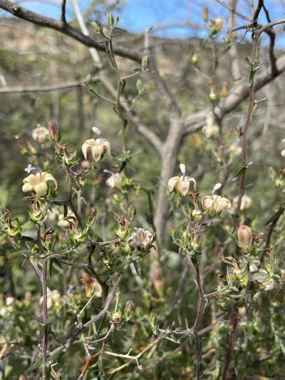 Wahlenbergia thunbergiana, photographed by Matt Berger