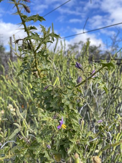 Solanum humile, photographed by Matt Berger