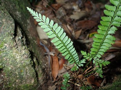 Polystichum hancockii, photographed by 呂一起(Lyu yi-chi)
