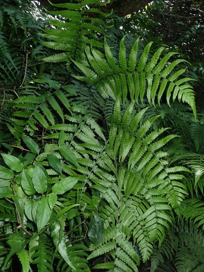 Diplazium virescens, photographed by 呂一起(Lyu yi-chi)