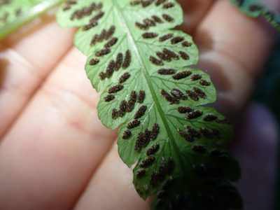 Diplazium virescens, photographed by 呂一起(Lyu yi-chi)