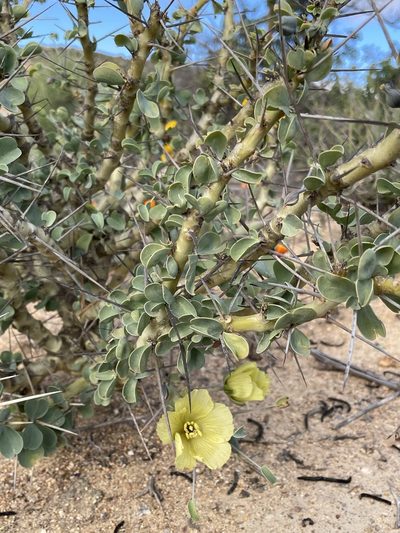 Monsonia spinosa, photographed by Matt Berger