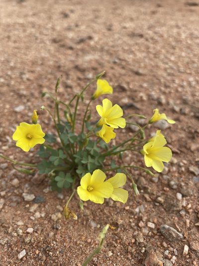 Oxalis haedulipes, photographed by Matt Berger