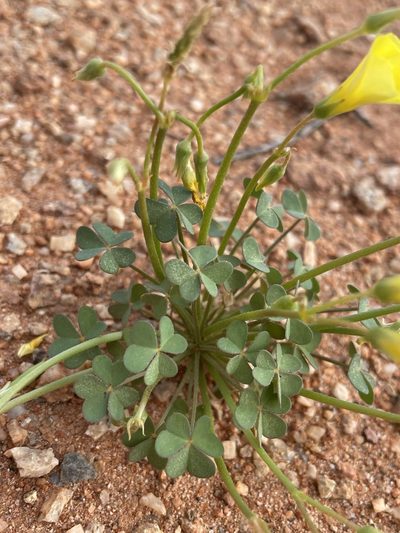 Oxalis haedulipes, photographed by Matt Berger
