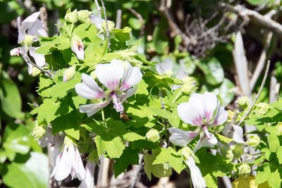 Malva acerifolia, photographed by Paul Asman