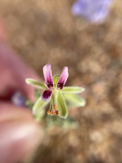 Pelargonium redactum, photographed by Matt Berger