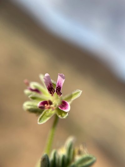 Pelargonium redactum, photographed by Matt Berger