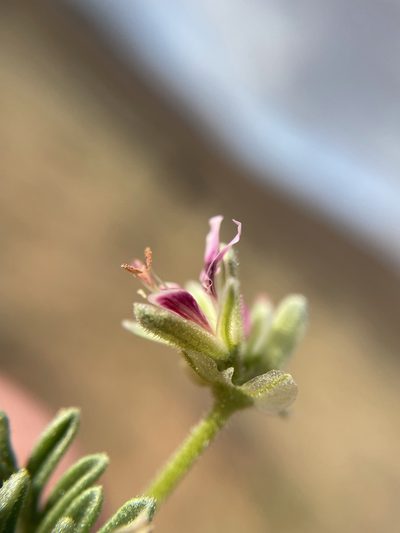 Pelargonium redactum, photographed by Matt Berger