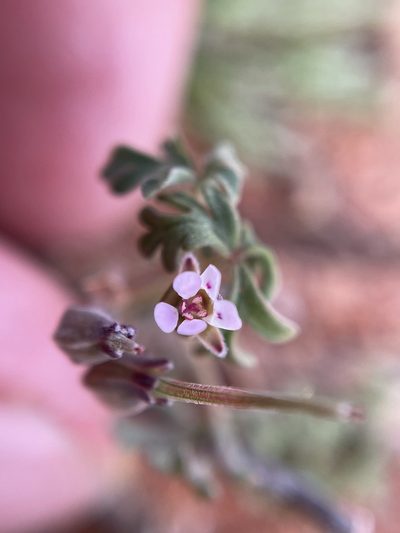 Pelargonium redactum, photographed by Matt Berger