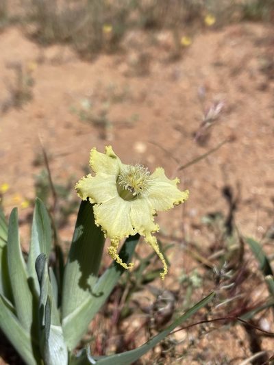 Ferraria macrochlamys, photographed by Matt Berger