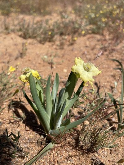 Ferraria macrochlamys, photographed by Matt Berger