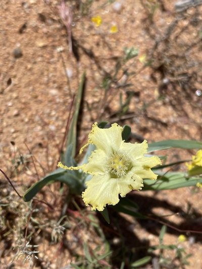 Ferraria macrochlamys, photographed by Matt Berger