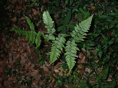 Cornopteris opaca, photographed by 呂一起(Lyu yi-chi)