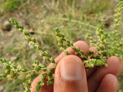 Salsola vermiculata, photographed by Duarte Frade