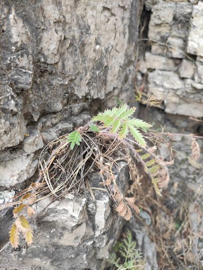 Potentilla tanacetifolia, photographed by Юлия