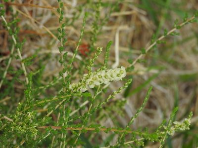 Salsola vermiculata, photographed by Duarte Frade