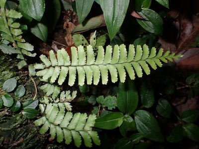 Hymenasplenium cheilosorum, photographed by 呂一起(Lyu yi-chi)