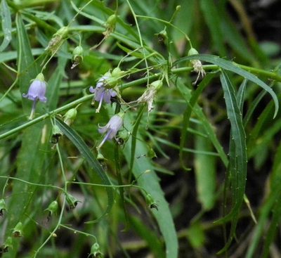 Campanula divaricata, photographed by Michael J. Papay