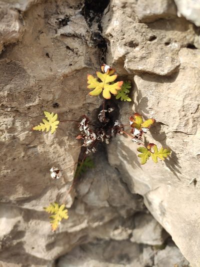 Aleuritopteris argentea, photographed by Юлия