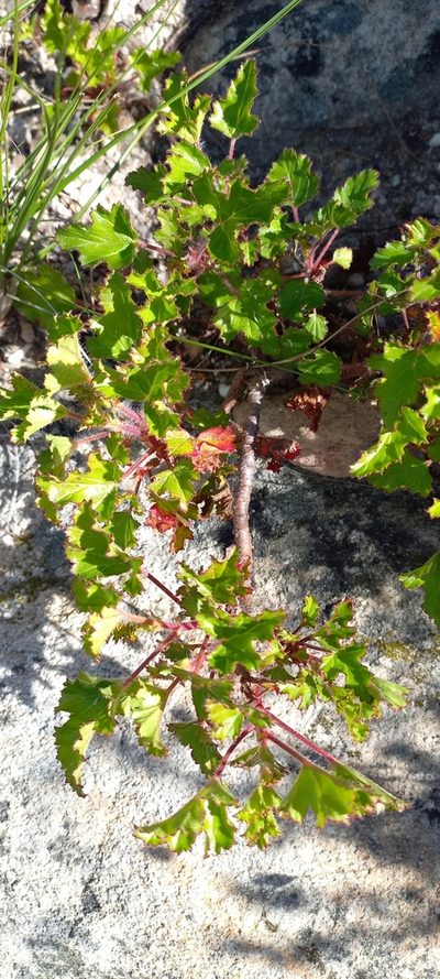 Pelargonium scabroide, photographed by Ian Webb