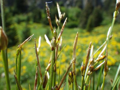 Carex geyeri, photographed by Matt Lavin